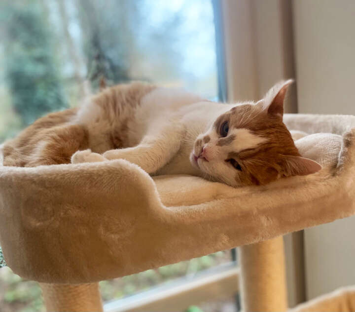 Nobby Kratzbaum Classic Zada